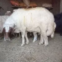 قوچ درجه یک یک داشتی
