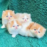 دنیای زیبای پرشین های شجره دار|گربه|شیراز, ارم|دیوار