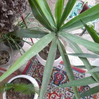 درخت یوکا|گل و گیاه طبیعی|سنگر, |دیوار