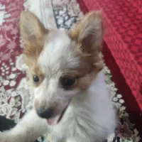 سگ پا کوتاه|سگ|مرودشت, رودبال|دیوار