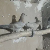 جوجه سرور پرشی تضمینی