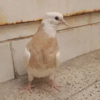 یک جفت جوجه طوقی