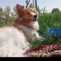 سگ پامرین روباهی بسیار باهوش