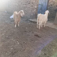 ۳عدد بزغاله|حیوانات مزرعه|نیشابور, ریوند|دیوار