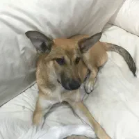 واگذاری سگ میکس بومی مالینویز