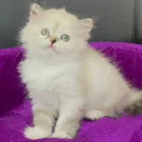 هیمالین چشم آبی ماده