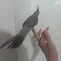 عروس هلندی
