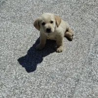 توله سگ گلدن