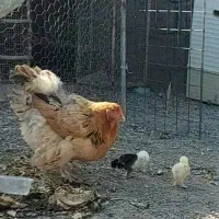 مرغ برهماهمراه دو جوجش