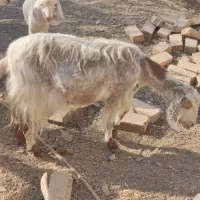 بز ماده دو رگه سانن|حیوانات مزرعه|محمدیه-قزوین, |دیوار