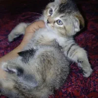 گربه اسکاتیش