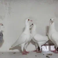 سفید|پرنده|بجنورد, |دیوار