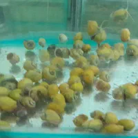 ماهی|ماهی|تهران, مینای شمالی (مخبر)|دیوار