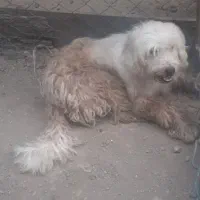 واگذاری سگ پاکوتاه