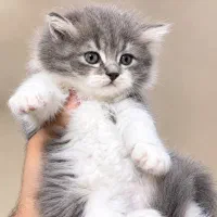 توله گربه بریتیش لانگ هیر بای کالر خوشگل و بازیگوش