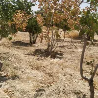 فروش زمین کشاورزی پسته ای حدود3000مترروستای مهارلو|فروش دفتر صنعتی، کشاورزی، تجاری|شیراز, شهرک پرواز|دیوار
