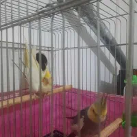 طوطی عروس هلندی