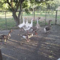 غاز|حیوانات مزرعه|ساری, |دیوار