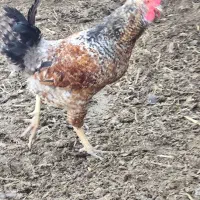 مرغ و خروس