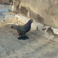 یک عدد قره اغ گوز نر|پرنده|اهر, |دیوار