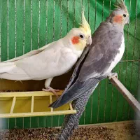 عروس هلندی ( جفت بالغ)|پرنده|سمنان, |دیوار