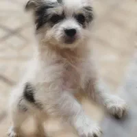 توله سگ شیتزو ماده