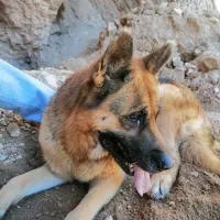 فروش ماده ژرمن