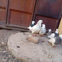 کبوتر طوقی پرشی معاوضه با عروس