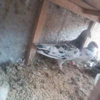 ۷۰کبوتر جفت گاه وهوایی