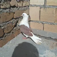 یک جفت کبوتر