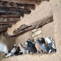 دس دومبی سینه