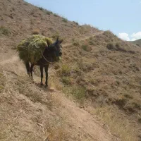 اسب مادیان کرد ترکمن