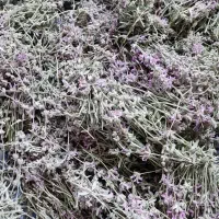 گل گنو، مریم نخودی، کلپوره، تازه کوهی