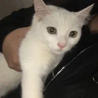 گربه پرشین|گربه|مریوان, |دیوار