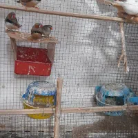 فنچ ۸ عدد ۵ تا نر ۳ ماده مولد هستن|پرنده|بندر ماهشهر, |دیوار