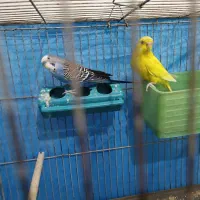 جفت مرغ عشق