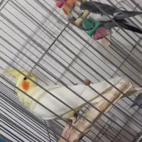 عروس هلندی|پرنده|نورآباد, |دیوار