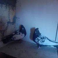 کفتر سینه ای|پرنده|نجفآباد, مزرعه طالب|دیوار