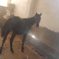 فروش کره ماده۶ماهه ومادرش