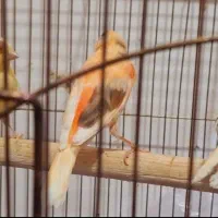 جفت قناری|پرنده|تربت جام, فاز ۲ فرهنگیان|دیوار