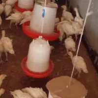 جوجه بوقلمون بیوتی زرین 6|حیوانات مزرعه|حبیب آباد, |دیوار