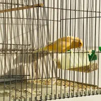 قناری نر|پرنده|تهران, علم و صنعت|دیوار