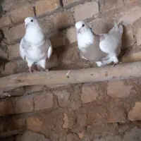 یه جفت طوقی نرو ماده