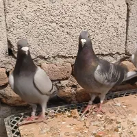 کبوتر دو.بر