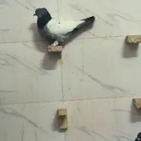 کبوتر سینه و دمی|پرنده|فسا, |دیوار