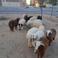 گوسفند فروشی زنده درجه یک عربی