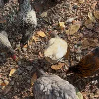 فروش مرغ و خروس|حیوانات مزرعه|لواسان, |دیوار