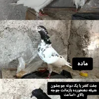 کبوتر ساعت سنگین با ضمانت|پرنده|رشت, پیرکلاچای|دیوار