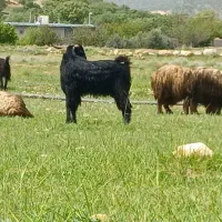 کهره چپس یک ساله اصل جنس ترکی