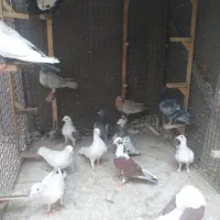 پرنده